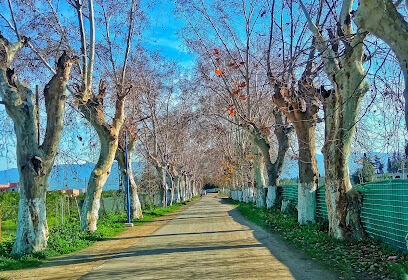 1001 Blida