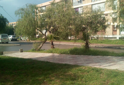 Bananiers. Blida