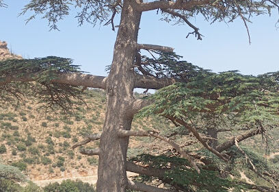 Batna