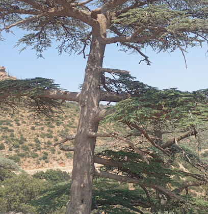 Batna