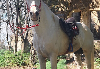 Bougara