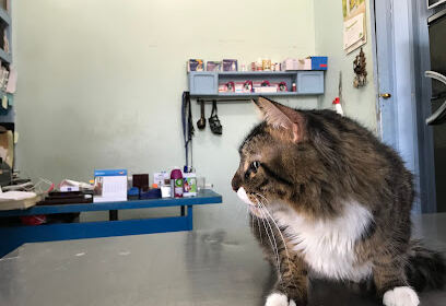 Cabinet Veterinaire Blida – UMC VET