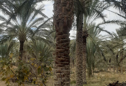 DDA Biskra