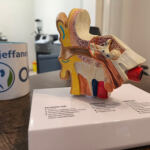Dr Djeffane ORL cabinet medical