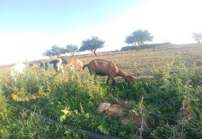 Feidh el Botma