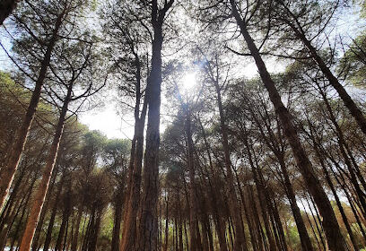 Forêt de Bouchaoui