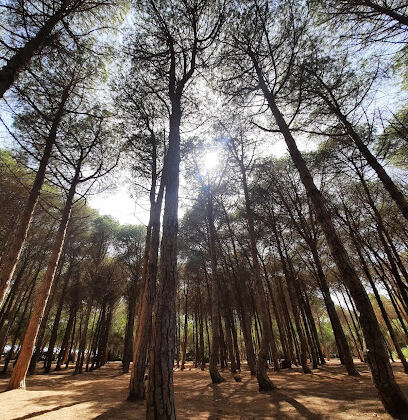 Forêt de Bouchaoui