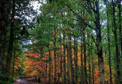 Forêt de Yakouren