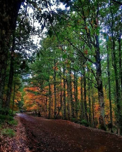 Forêt de Yakouren