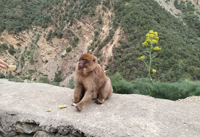 gorges de la chiffa  » ruisseau des singes »