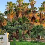 Jardin Petit Vichy