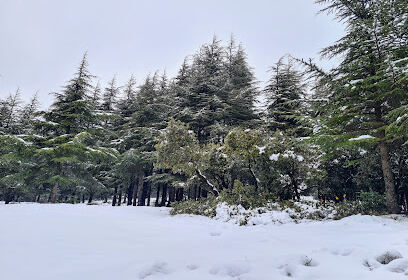 La Forêt Noire