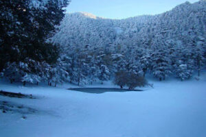 Parc national de Theniet el Had