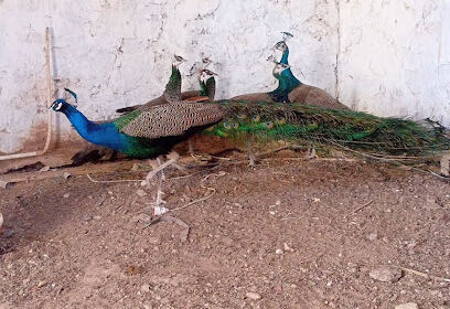 Volailles Ksar El Hirane