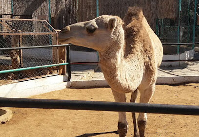 Zoo Mansourah Park&rsquo;s (chez Hadj Aissa)