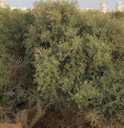 ain benain