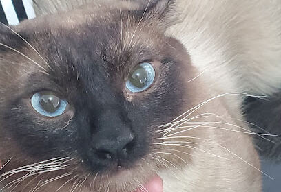 cabinet veterinaire TIARET
