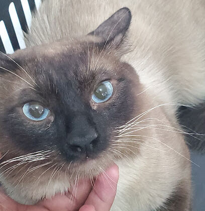cabinet veterinaire TIARET