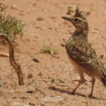 Conservation des Forêts de Tiaret