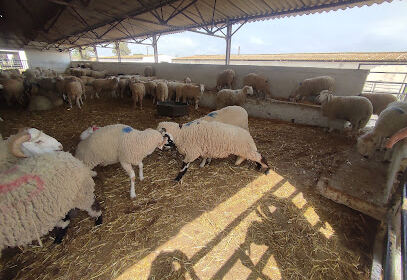 Ferme de ALVIAR ALgérienne des VIandes Rouges (LATRACO)