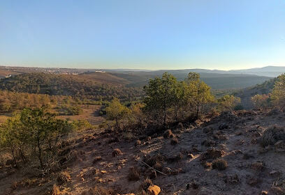 Forest Of Daoudi Moussa