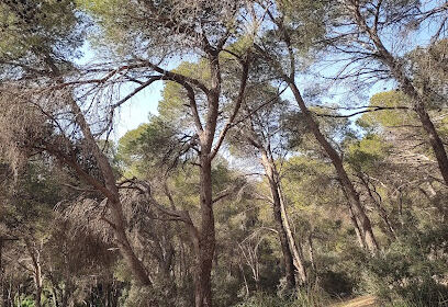 Forêt De Ramdania