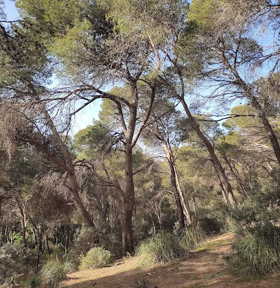 Forêt De Ramdania