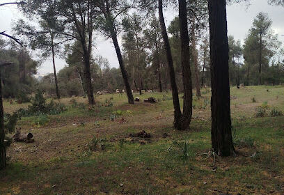 Forêt des Pins
