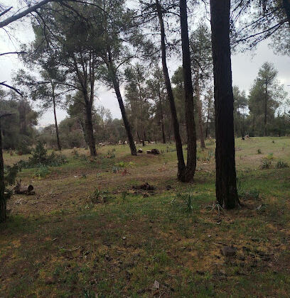 Forêt des Pins