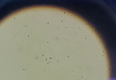 Laboratoire d&rsquo;analyses MAMMA souidania