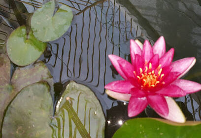 Maternelle Et Préscolaire Fleur De Lotus