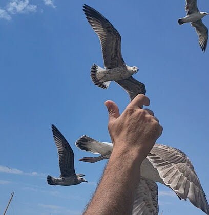 NIADINE TRAVEL & SERVICES BAB EZZOUAR