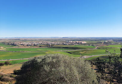 Tiaret Forest