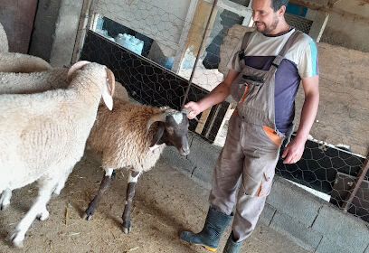 Vente de Moutons