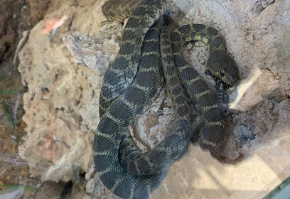 Parc aux reptiles d’Aziz Haj Issa